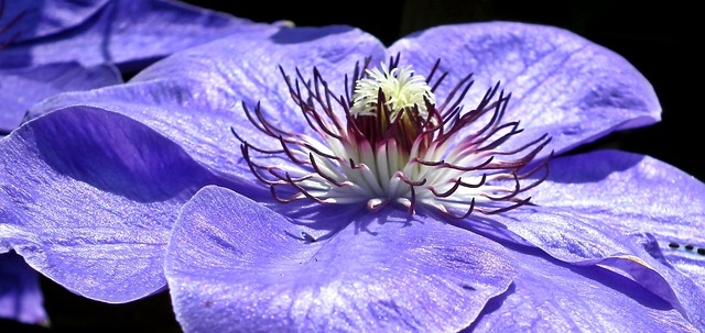 Svetlo fialový clematis.jpg